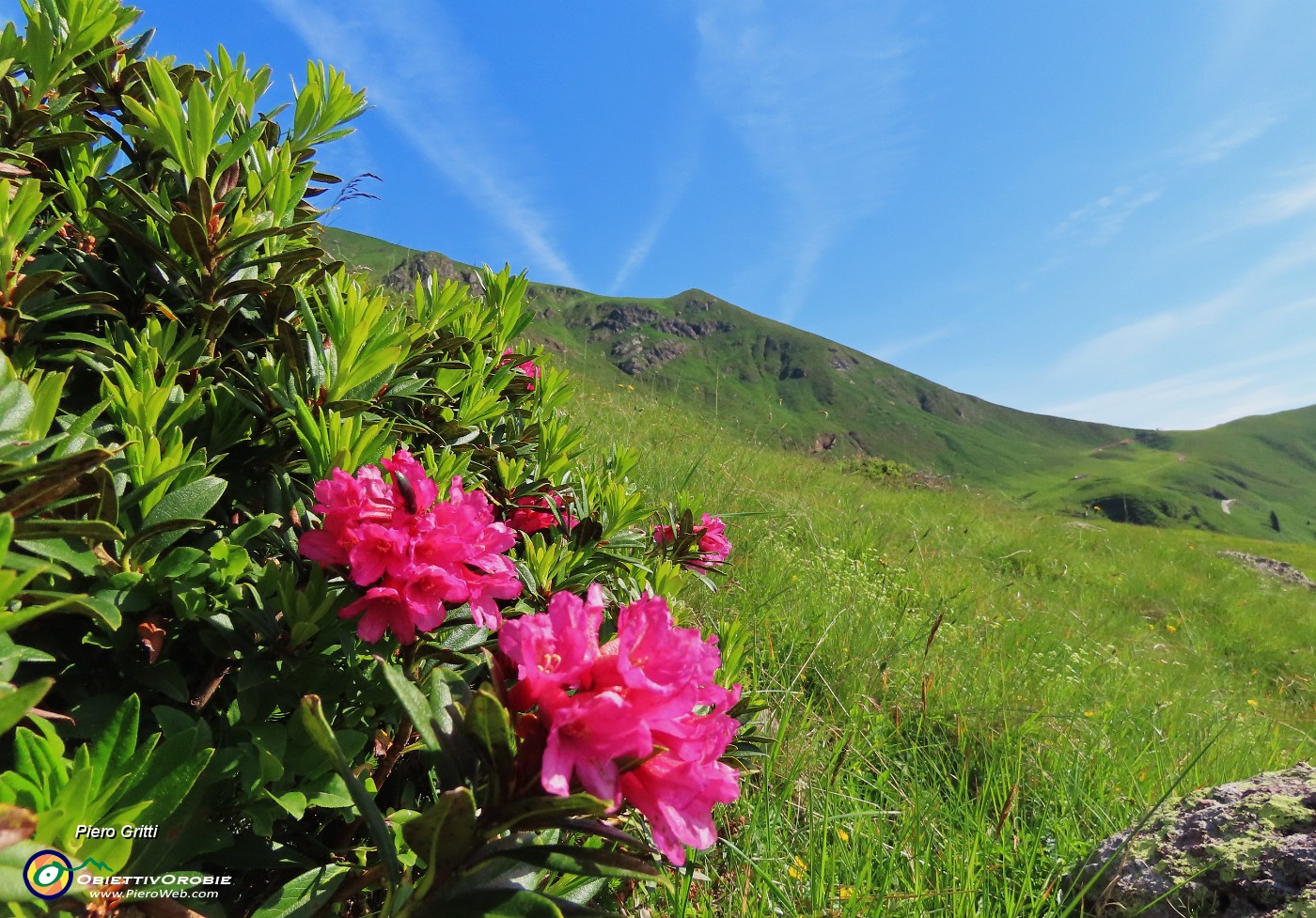 12 Ben fiorito il Rhododendron ferrugineum (Rododendro rosso) .JPG